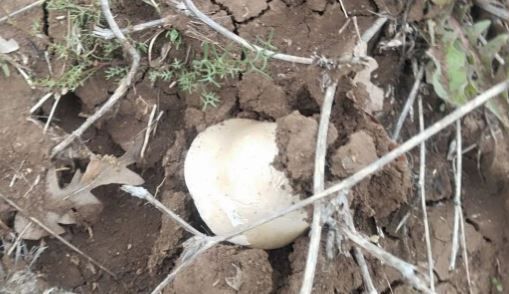 Yozgat’ta Yılın İlk Meşe Mantarları Toplanmaya Başlandı! 5