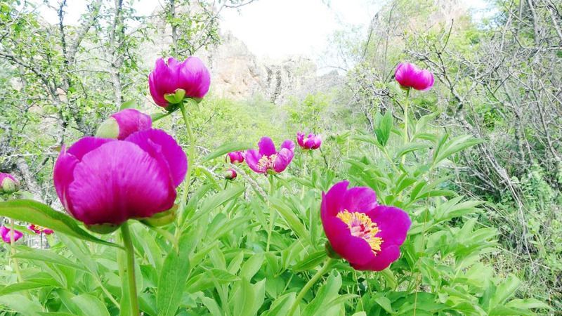 Yozgat’ta Sadece 15 Gün Sürüyor! Görenler Hayran Kalıyor! 7