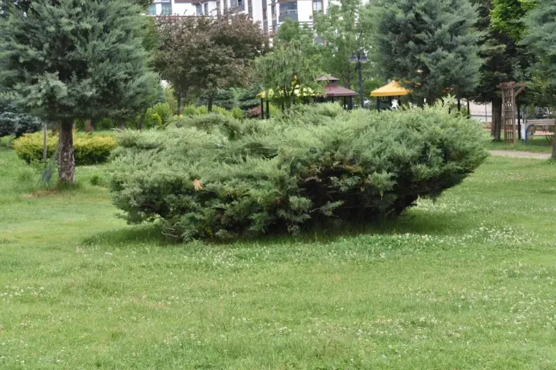 Şiddetli Yağış Yozgat’ı Yeşile Boyadı! 5