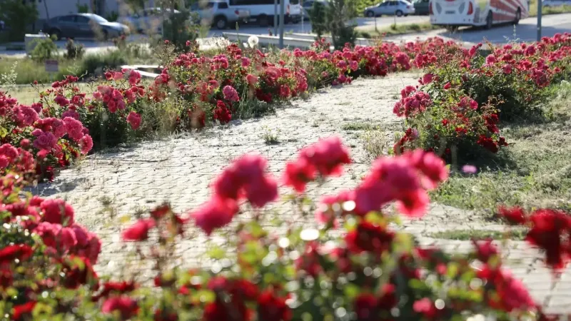 Yozgat’ta Bahar Tüm Güzelliği İle Büyülüyor! 8