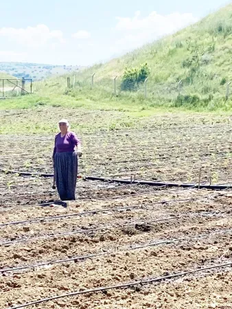 Yozgat’ta Emekçi Kadınlar Ekime Başladı! 2