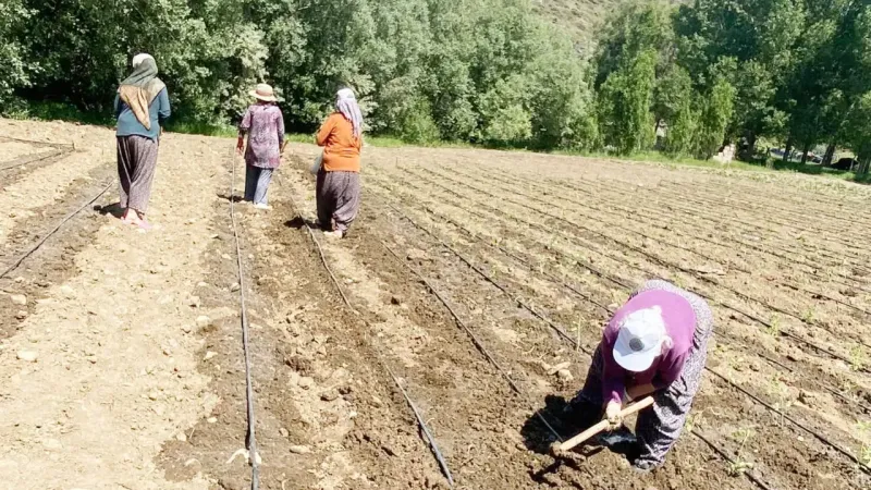 Yozgat’ta Emekçi Kadınlar Ekime Başladı! 6