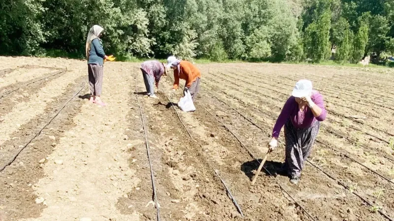 Yozgat’ta Emekçi Kadınlar Ekime Başladı! 1