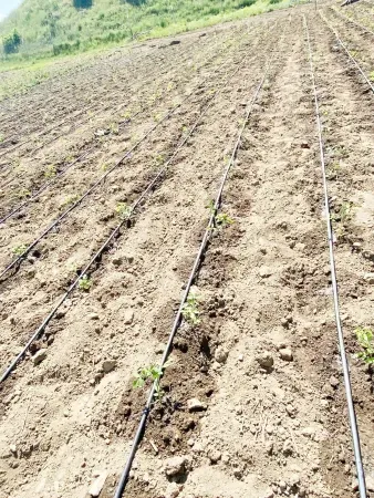 Yozgat’ta Emekçi Kadınlar Ekime Başladı! 3