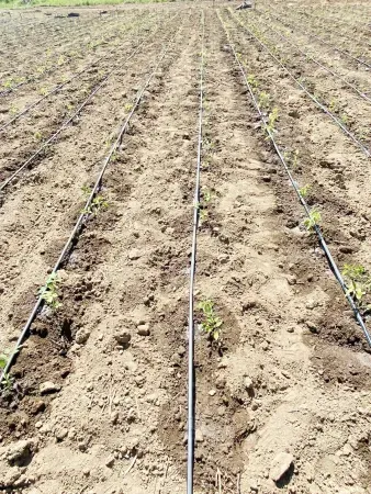 Yozgat’ta Emekçi Kadınlar Ekime Başladı! 5