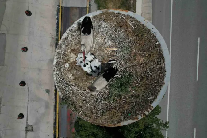 Leyleklerin Başkent'i... Kızılcahamam'da "Leylek Apartmanı" sakinleri yuvalarına döndü 6