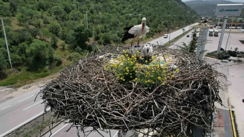 Leyleklerin Başkent'i... Kızılcahamam'da "Leylek Apartmanı" sakinleri yuvalarına döndü 9