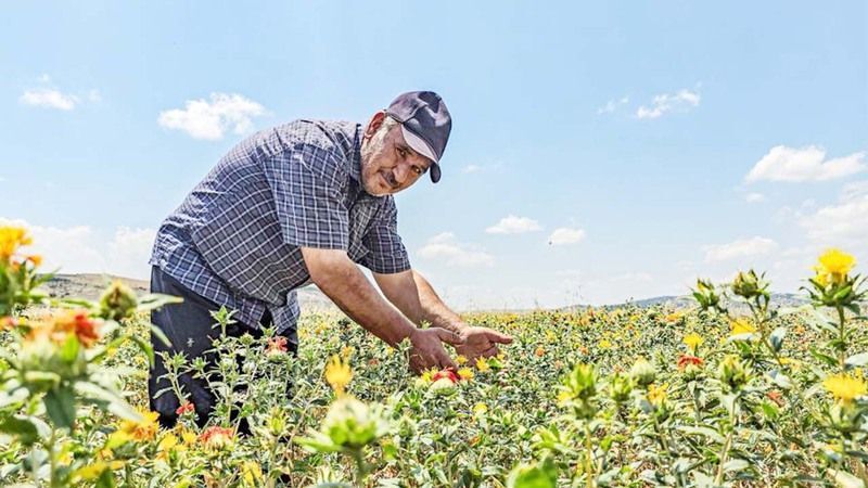 Tohumu Yozgat’tan Aldı! Tokat’ta Üretime Başladı! 7