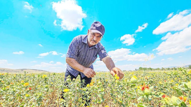 Tohumu Yozgat’tan Aldı! Tokat’ta Üretime Başladı! 4