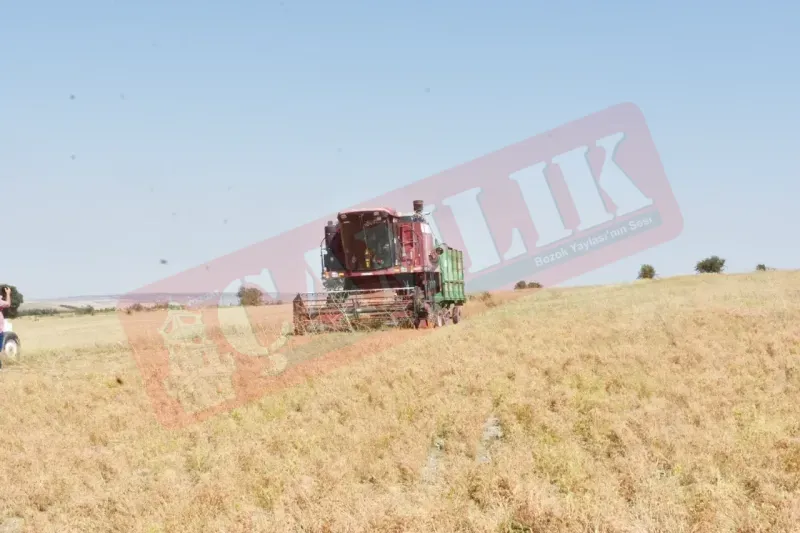 Yozgat Mercimek Üretiminde Türkiye Birincisi! 2