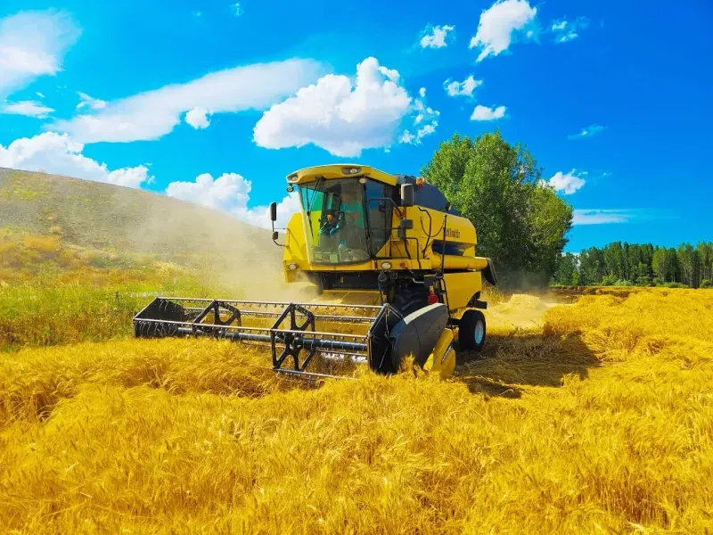 Yozgat’ta Altın Renkli Başaklar ve Bereketli Topraklar! 7