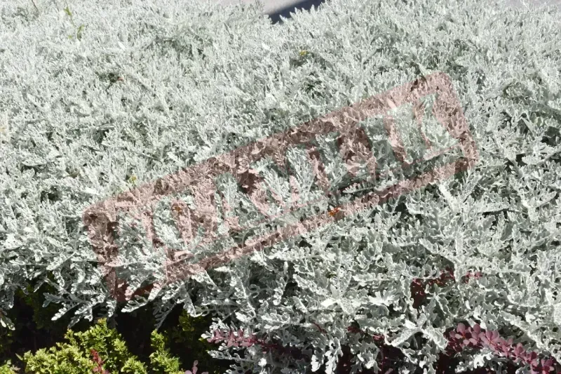 Yozgat'ın Çiçekli Sokakları: Şehrin Çehresi Değişiyor! 4