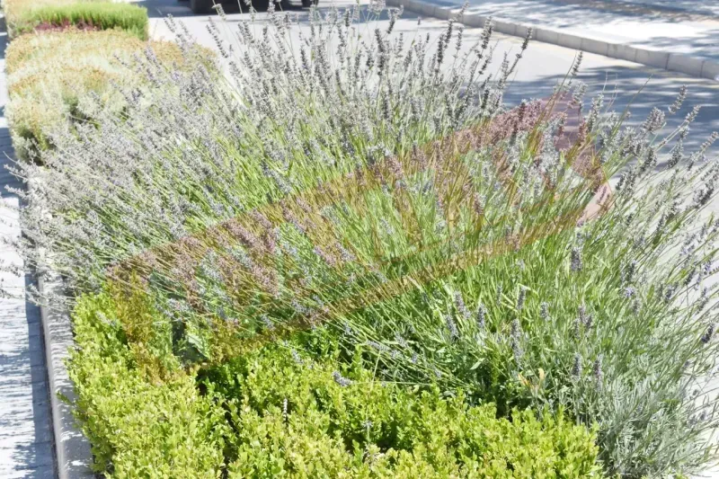 Yozgat'ın Çiçekli Sokakları: Şehrin Çehresi Değişiyor! 5