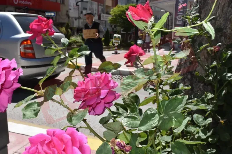Yozgat’ta Renkli Çiçekler ve Huzur Dolu Caddeler! 4