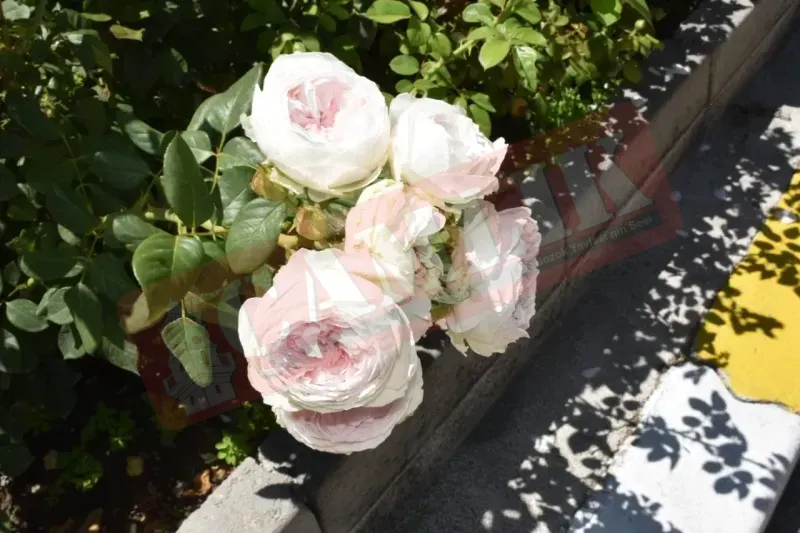 Yozgat’ta Renkli Çiçekler ve Huzur Dolu Caddeler! 6