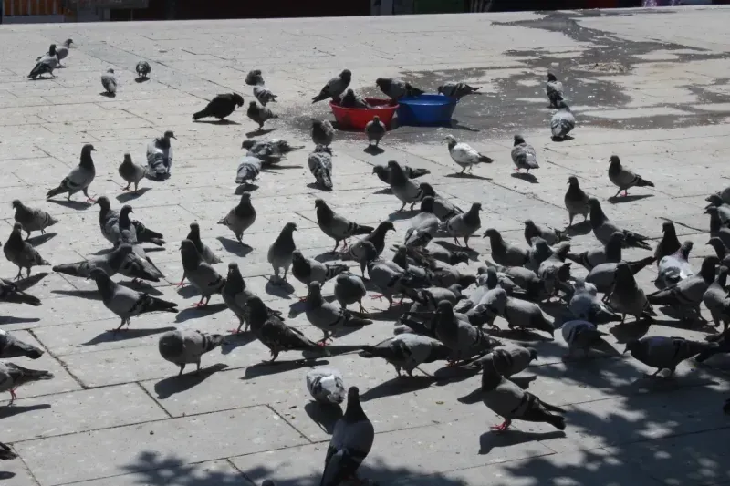 Yozgat’ın Tarihi Un Pazarı, Huzurun Adresi! 6