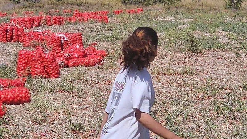 Saraykent’te Tarlalar Sarının BinBir Tonuna Büründü! 4