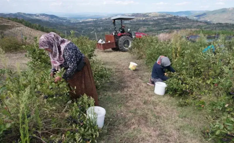Yozgat Yol Kenarlarında Yetişen Mucize Bitki: Şifa Deposu Olarak Dikkat Çekiyor 4