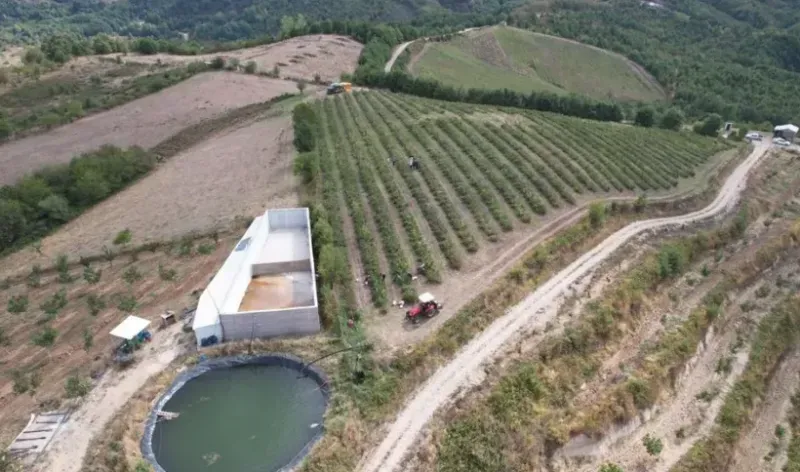 Yozgat Yol Kenarlarında Yetişen Mucize Bitki: Şifa Deposu Olarak Dikkat Çekiyor 2