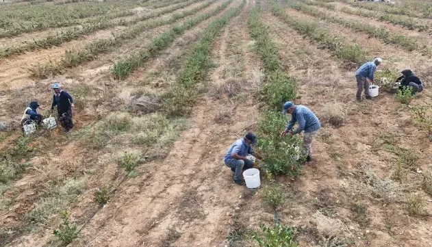 Yozgat Yol Kenarlarında Yetişen Mucize Bitki: Şifa Deposu Olarak Dikkat Çekiyor 1