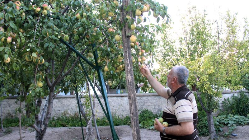 Bir ağaçta 3 çeşit meyve: Yozgat’ın en ilginç bahçesi bereket saçıyor 2