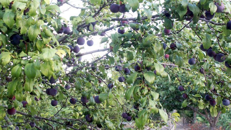 Bir ağaçta 3 çeşit meyve: Yozgat’ın en ilginç bahçesi bereket saçıyor 3