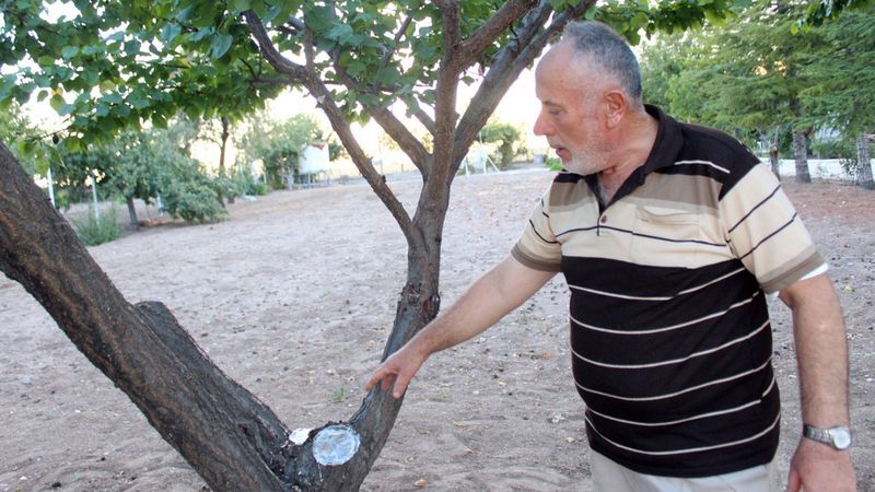 Bir ağaçta 3 çeşit meyve: Yozgat’ın en ilginç bahçesi bereket saçıyor 6