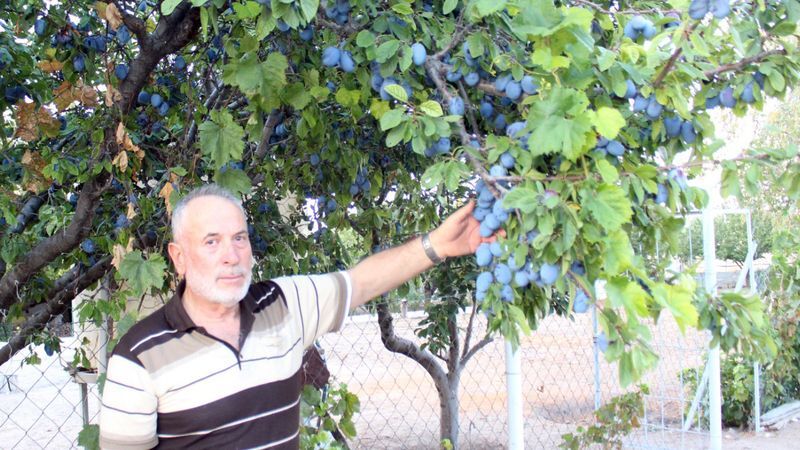 Bir ağaçta 3 çeşit meyve: Yozgat’ın en ilginç bahçesi bereket saçıyor 7