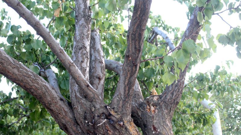 Bir ağaçta 3 çeşit meyve: Yozgat’ın en ilginç bahçesi bereket saçıyor 9