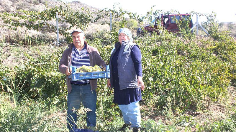Şefaatli Caferli'de salkımlar lezzet saçıyor. 2