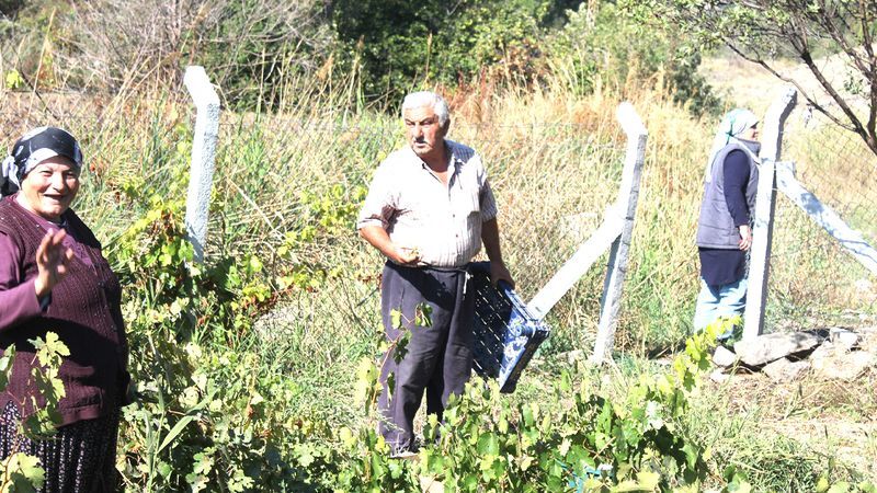 Şefaatli Caferli'de salkımlar lezzet saçıyor. 4