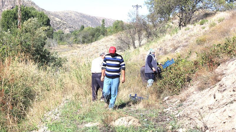 Şefaatli Caferli'de salkımlar lezzet saçıyor. 5
