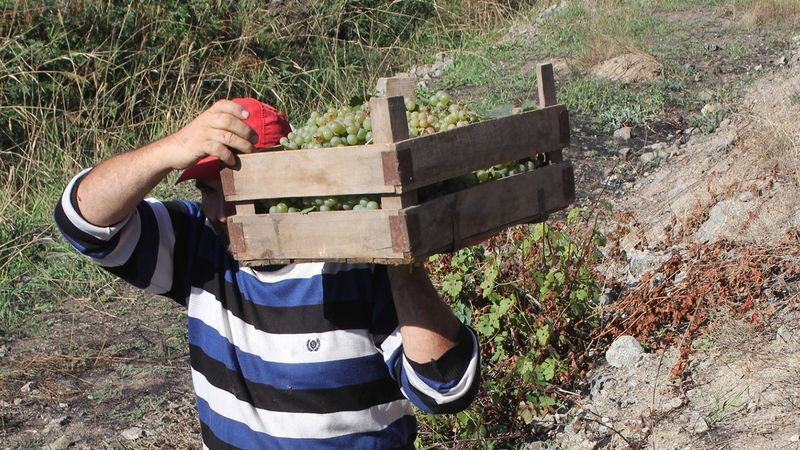 Şefaatli Caferli'de salkımlar lezzet saçıyor. 6