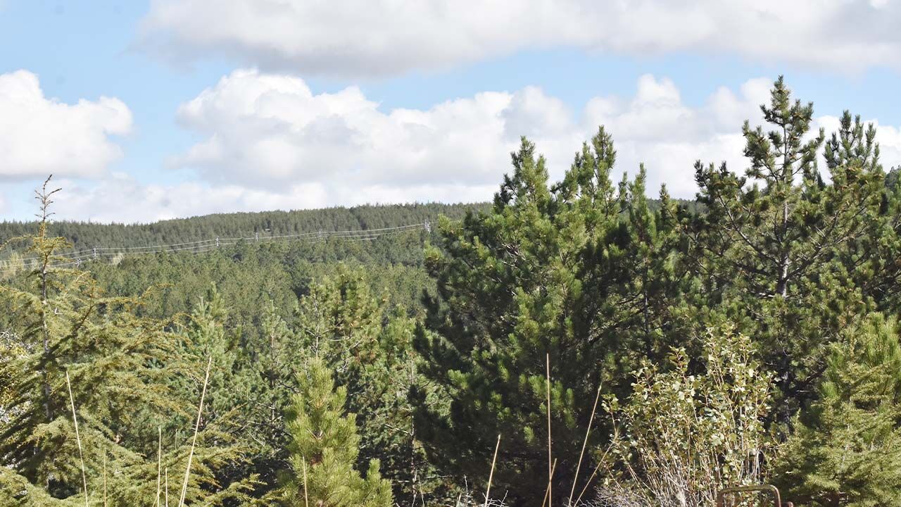 Yozgat Çamlık Milli Parkı: Doğaseverler İçin Kış Rotası 6