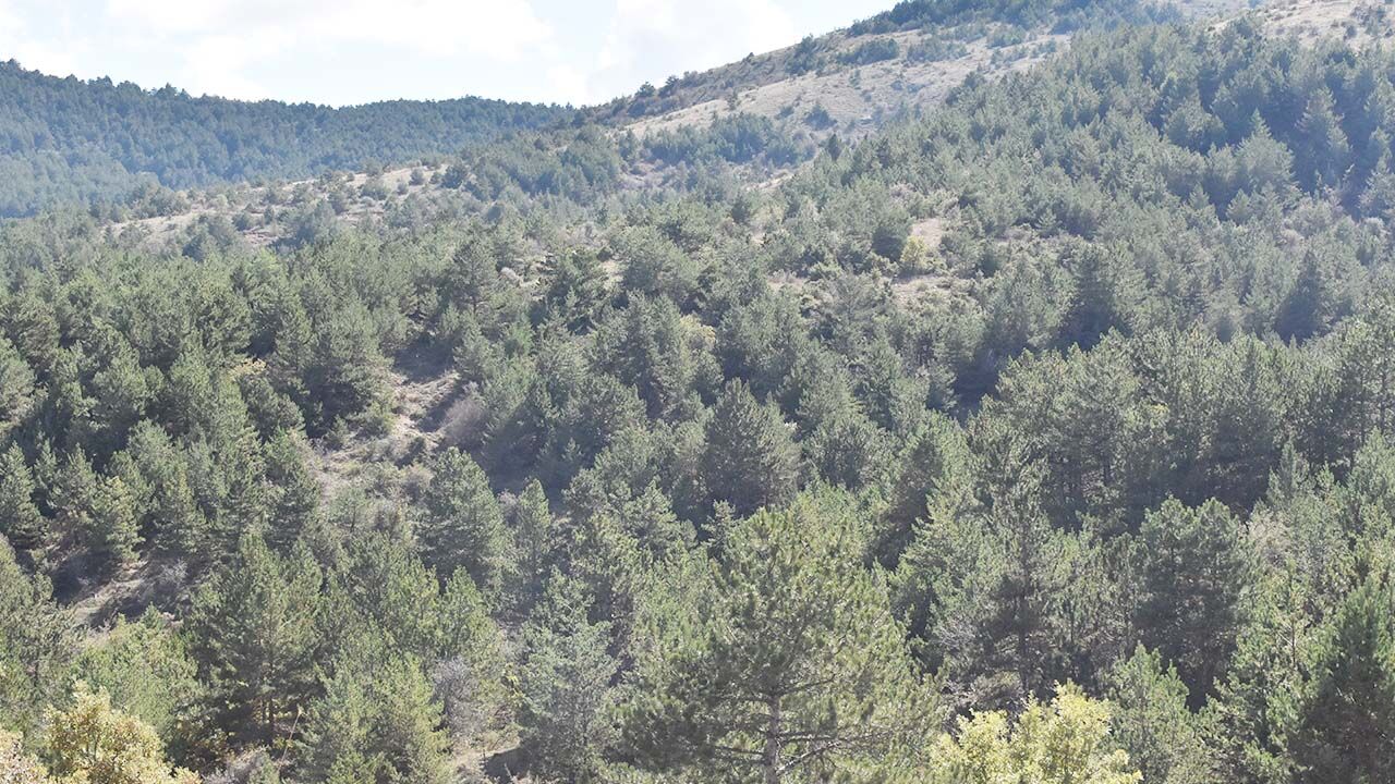 Yozgat Çamlık Milli Parkı: Doğaseverler İçin Kış Rotası 2