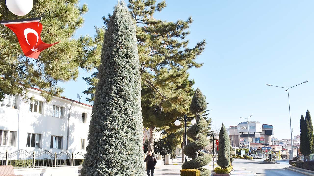 Yozgat meydanında yeşil sanat! Bir gören bir daha bakıyor… 8