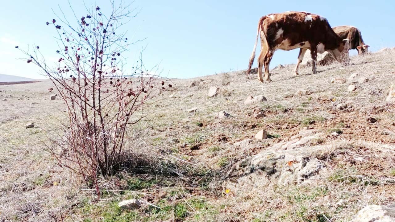 Yozgat'ta bahara müjdesi çiğdemler erken çiçek açtı! 5