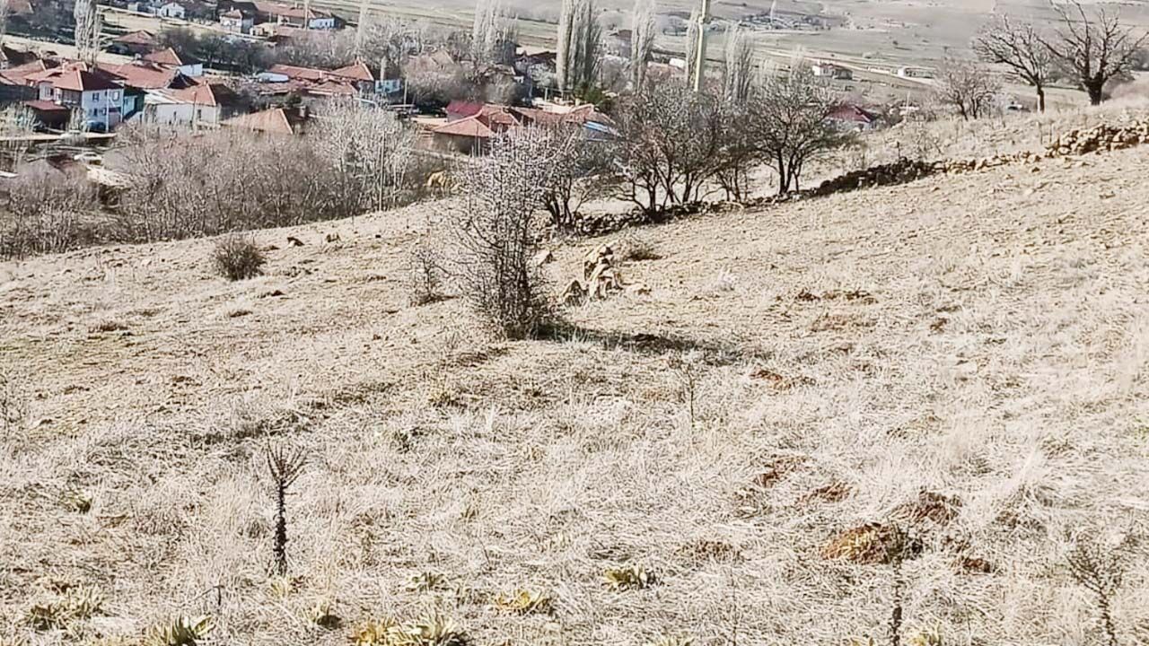 Yozgat'ta bahara müjdesi çiğdemler erken çiçek açtı! 1