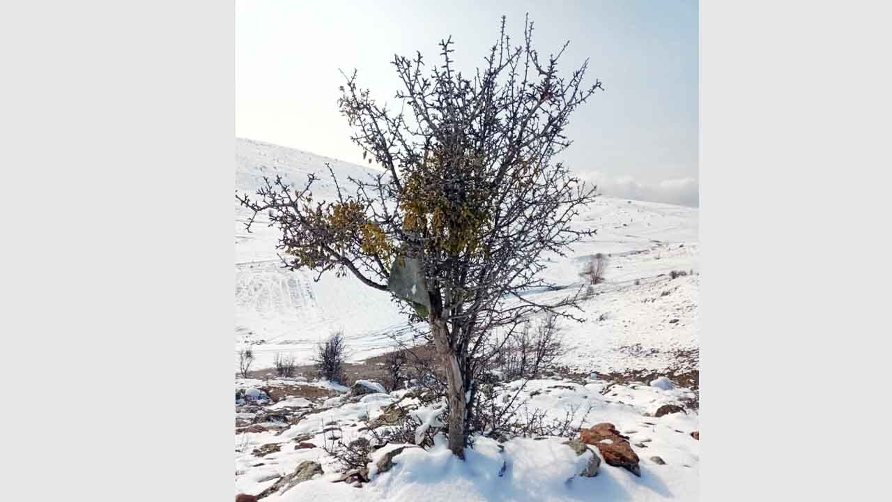 Yozgat’ta kar ve Çiğdem Çiçeklerinin Buluşması: Yortan Köyü’nden Kartpostallık Görüntüler 6
