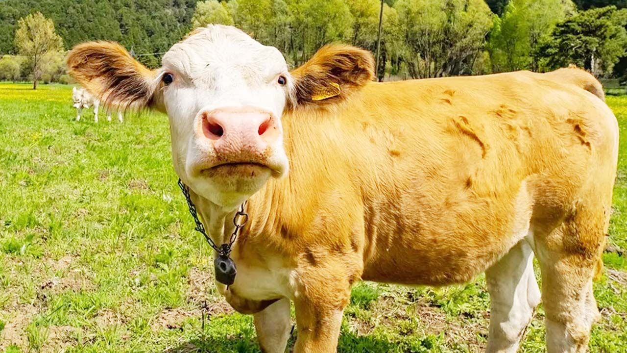 Bahar Akdağmadeni'ne Çok Yakıştı! Her Köşesi Ayrı Bir Tablo! 5