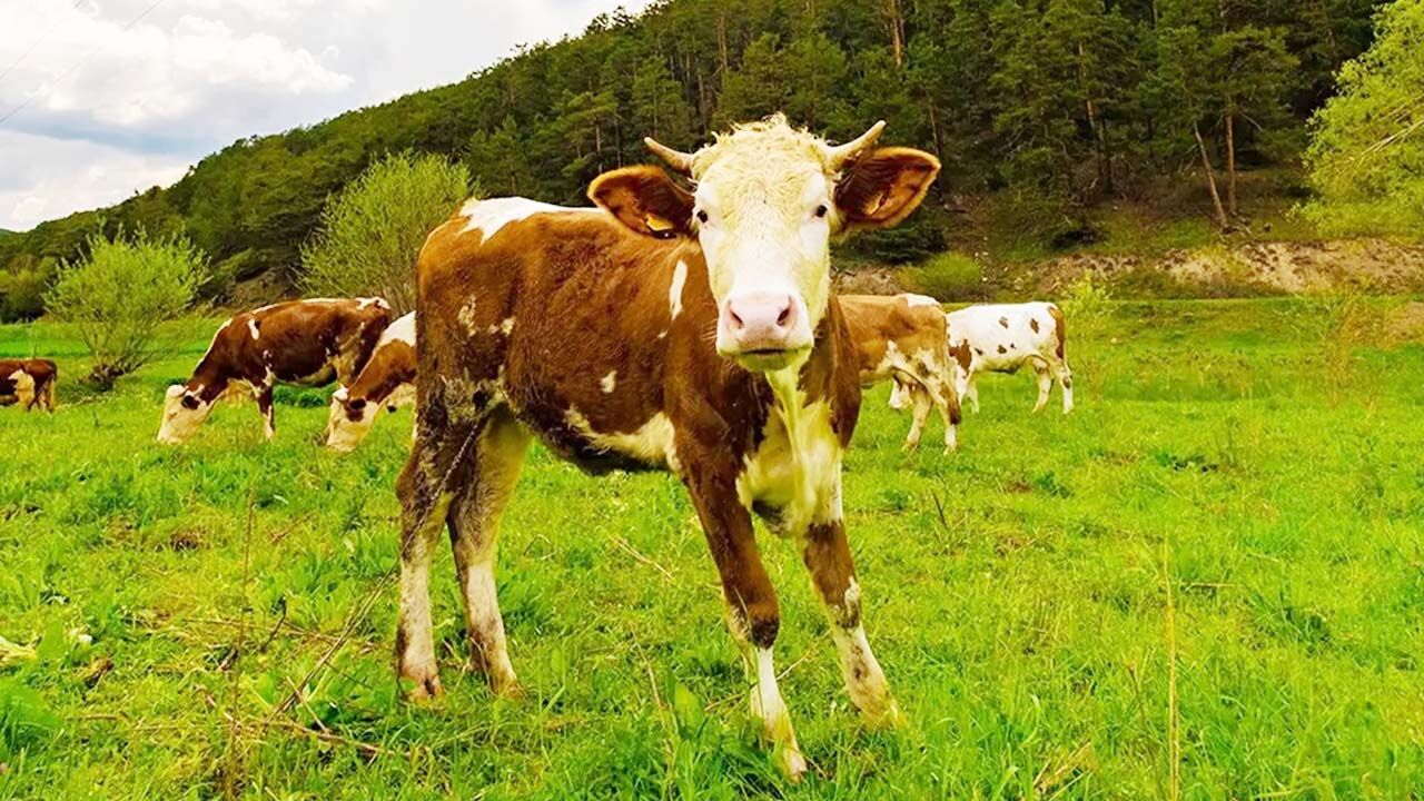 Bahar Akdağmadeni'ne Çok Yakıştı! Her Köşesi Ayrı Bir Tablo! 1