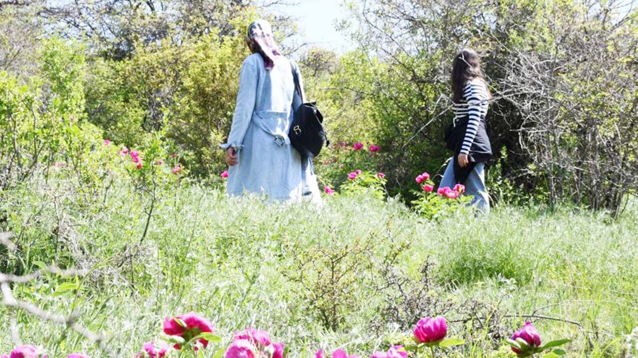 Cehrilik’te Bahar Başlıyor: Yozgat’ın Lalesi, Efsanesi ve Emeğiyle Büyülüyor 3