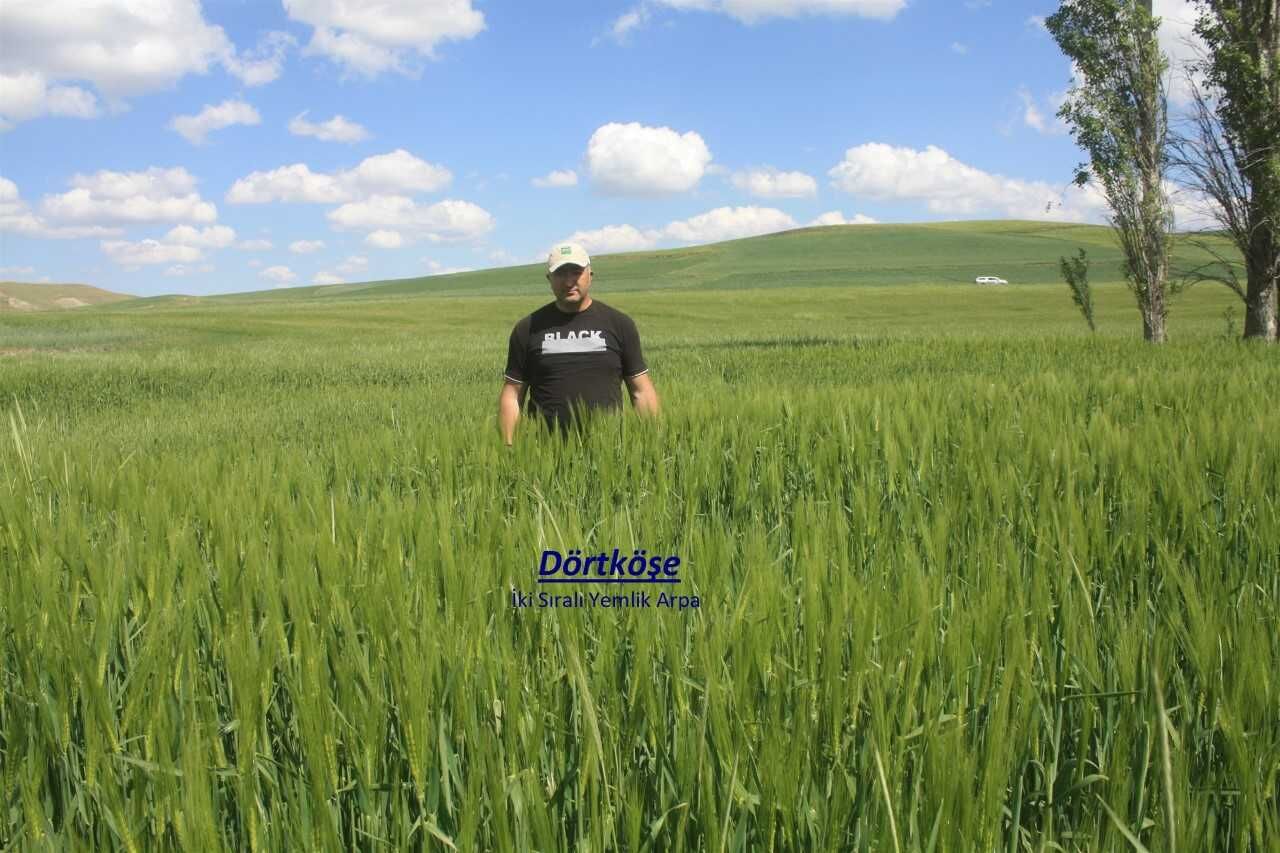 Yozgat Tarım İl Müdürlüğü, Arpa Demonstrasyonlarına Hız Kesmeden Devam Ediyor 3