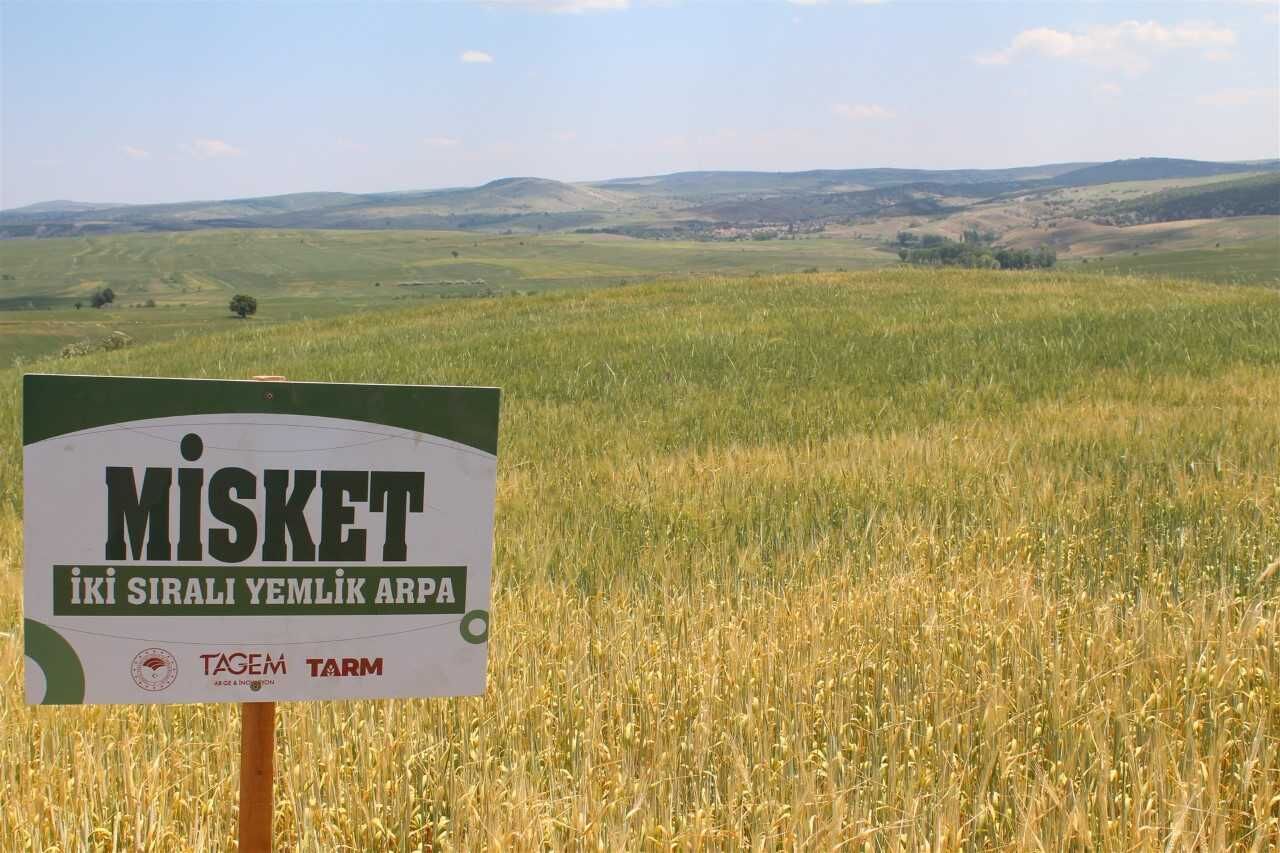 Yozgat Tarım İl Müdürlüğü, Arpa Demonstrasyonlarına Hız Kesmeden Devam Ediyor 6