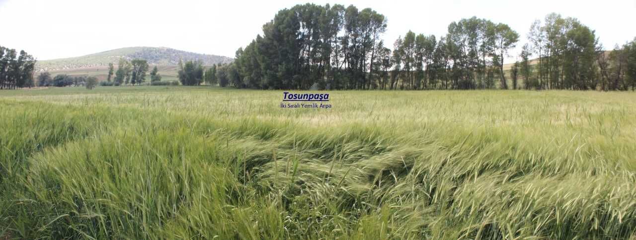 Yozgat Tarım İl Müdürlüğü, Arpa Demonstrasyonlarına Hız Kesmeden Devam Ediyor 8