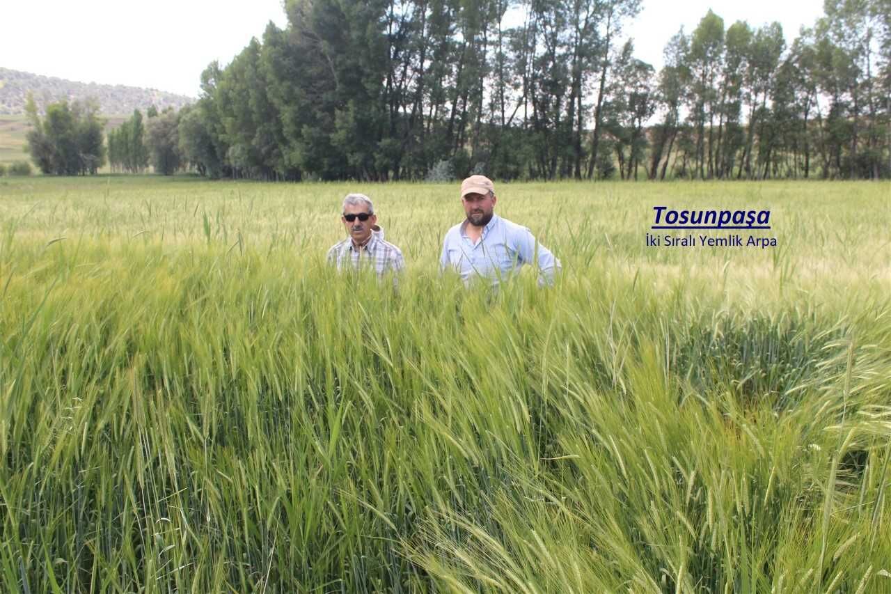 Yozgat Tarım İl Müdürlüğü, Arpa Demonstrasyonlarına Hız Kesmeden Devam Ediyor 1
