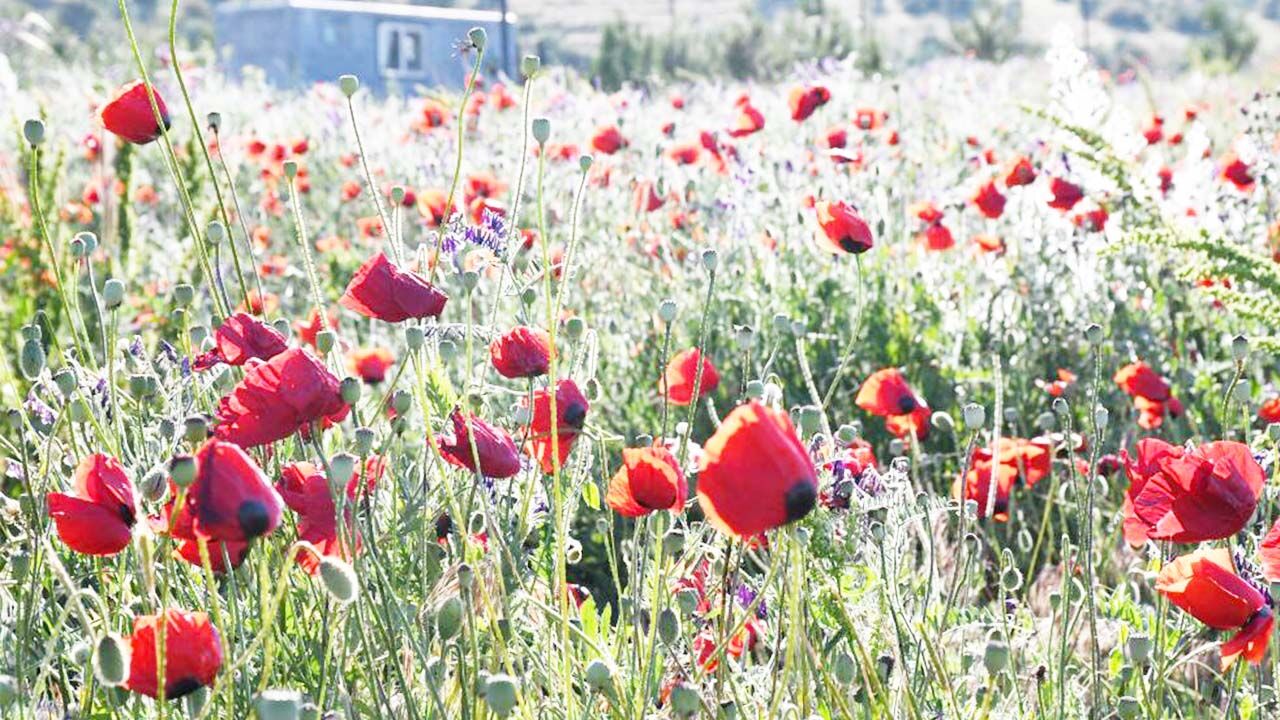 Yozgat Kırmızıya Büründü: Gelincikler Görsel Şölen Sunuyor! 1