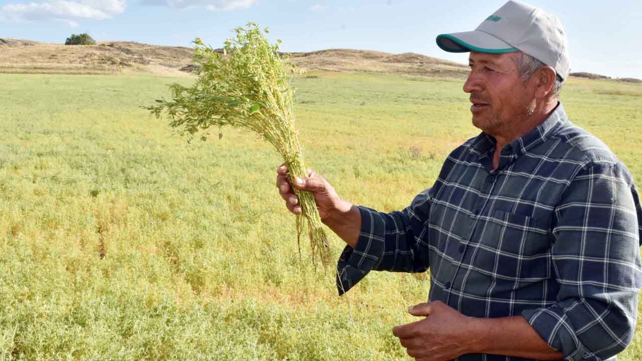 Yozgat'ta Toprak Konuştu: Bu Yıl Mercimek Altın Gibi! 8