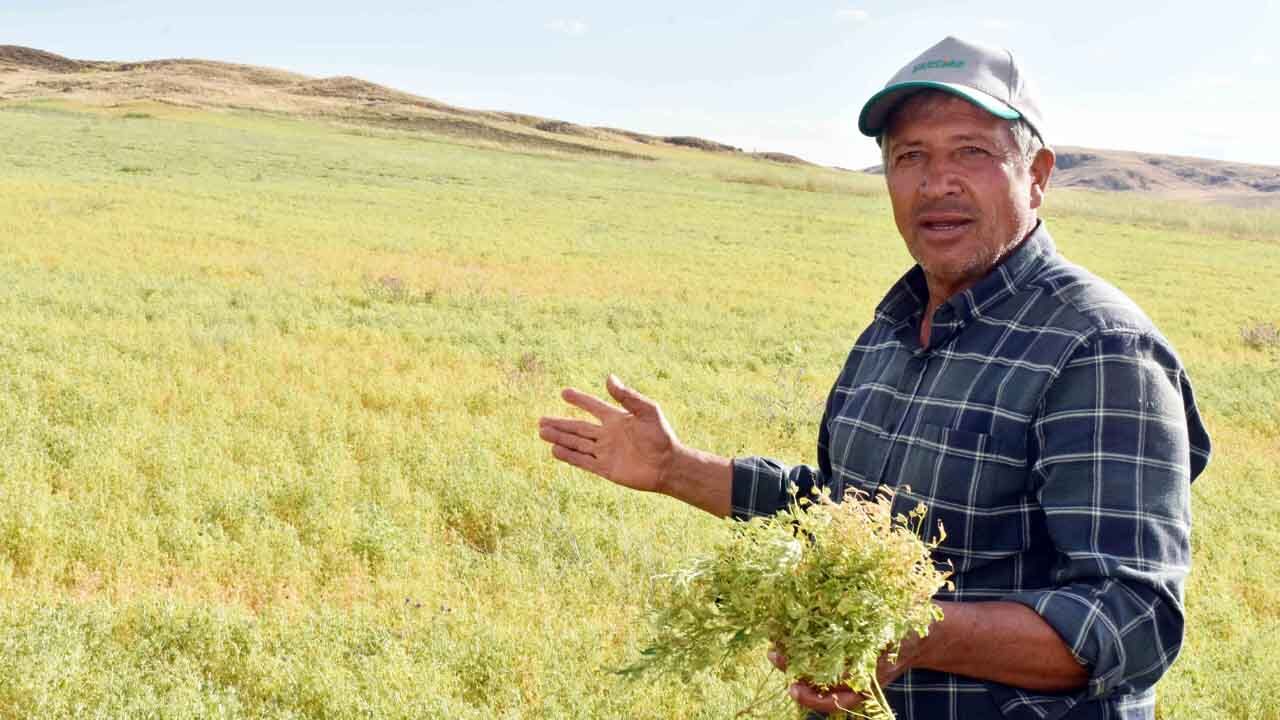 Yozgat'ta Toprak Konuştu: Bu Yıl Mercimek Altın Gibi! 6