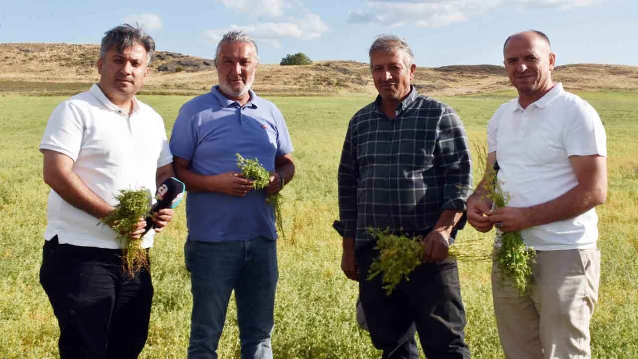 Yozgat'ta Toprak Konuştu: Bu Yıl Mercimek Altın Gibi! 7